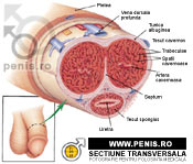 penis obișnuit sfaturi pentru marirea penisului